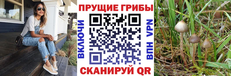 Галлюциногенные грибы MAGIC MUSHROOMS Козловка